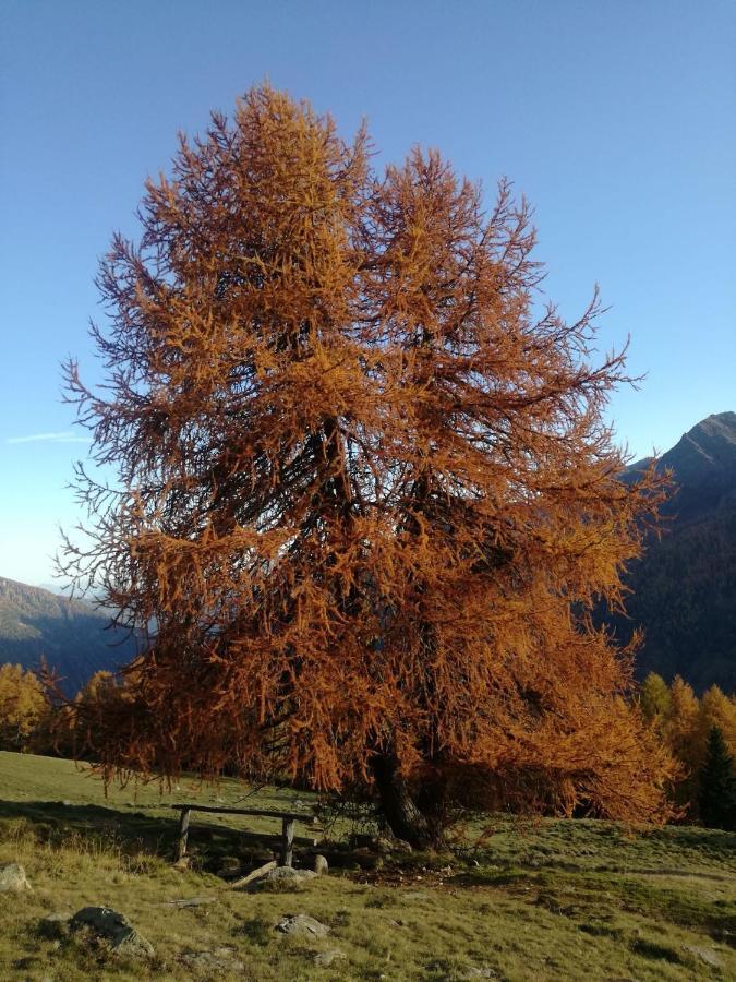 Angeli Dolomiti House Leilighet Croviana Eksteriør bilde